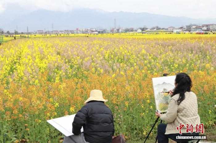  金色花海涌动春意，汉中乡村迎来新生机。 文化旅游