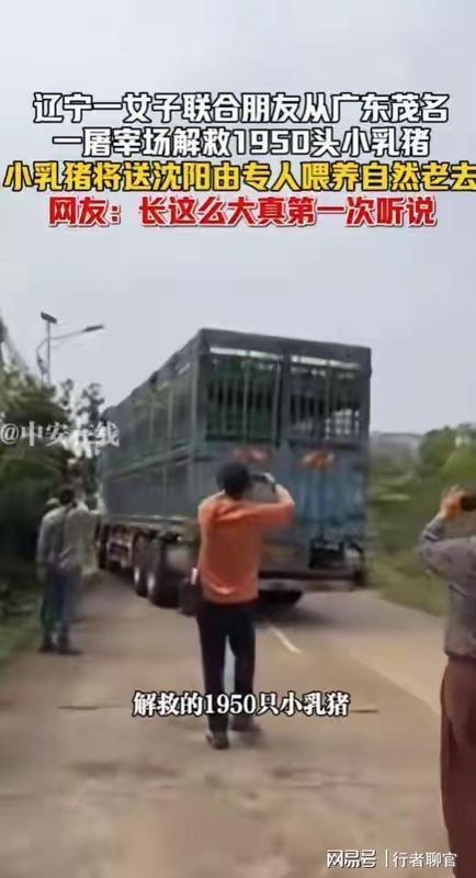 【十年救援复盘】从58万跨省转运1950头乳猪：一名动物救助者的实战方法论