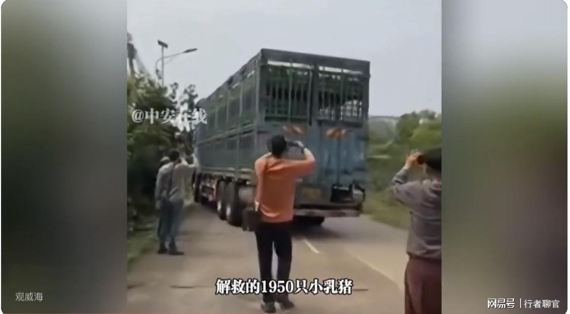  【十年救援复盘】从58万跨省转运1950头乳猪：一名动物救助者的实战方法论 新闻