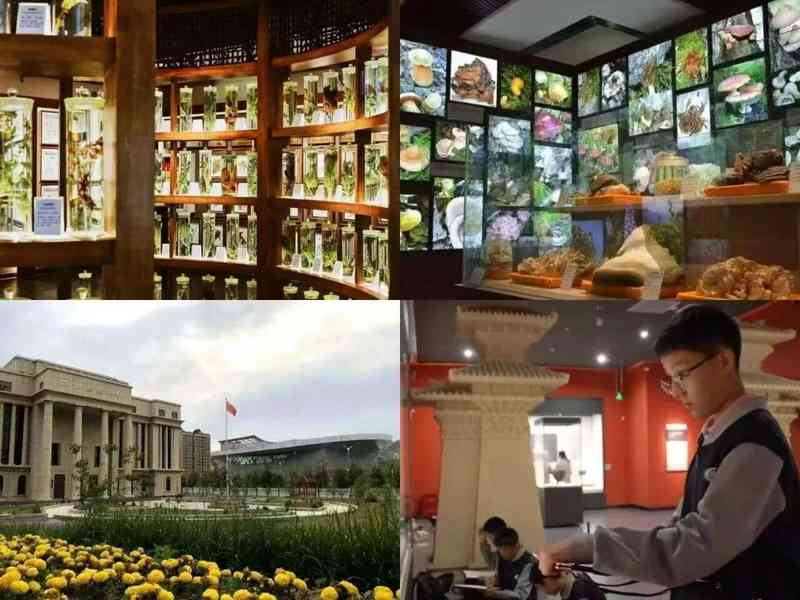  阿勒泰春日文旅资源深度解构：六大精品线路技术解析与价值评估 文化旅游