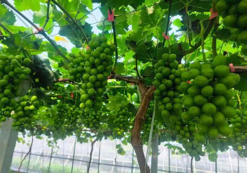 阳光玫瑰的十年沉浮:技术破壁如何重塑高端水果定价权 新闻