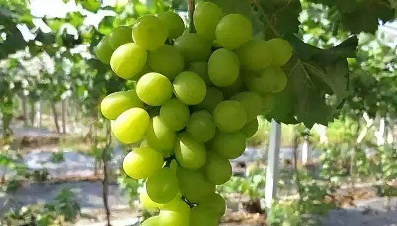 阳光玫瑰的十年沉浮:技术破壁如何重塑高端水果定价权 新闻